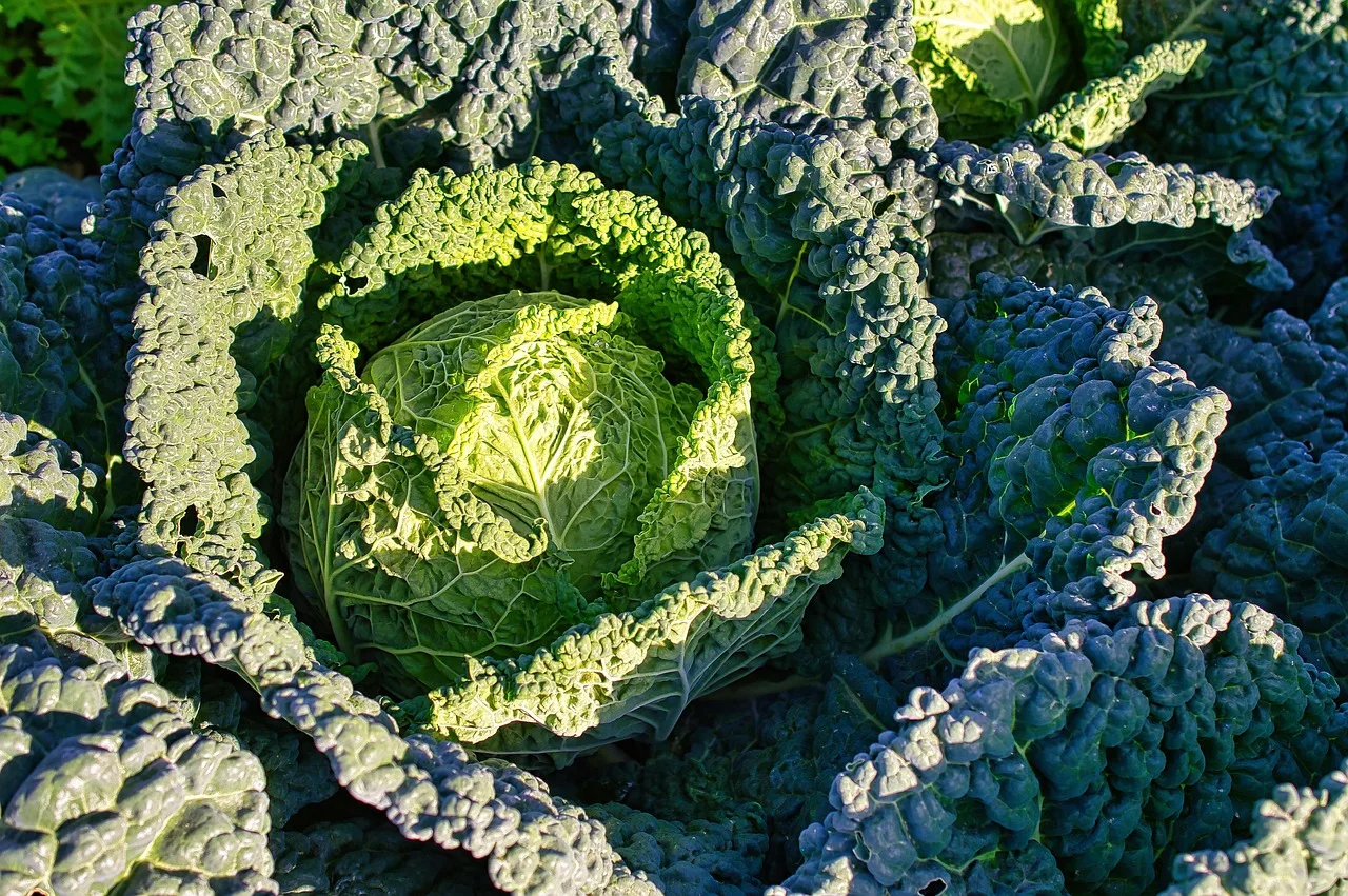 cabbage, food, costs, kale cabbage, vegetable, organic. What does a jar of sauerkraut cost to make in Canada?