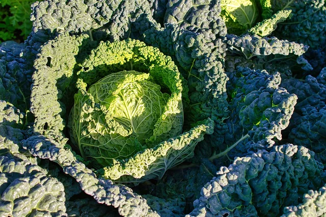 cabbage, food, costs, kale cabbage, vegetable, organic. What does a jar of sauerkraut cost to make in Canada?