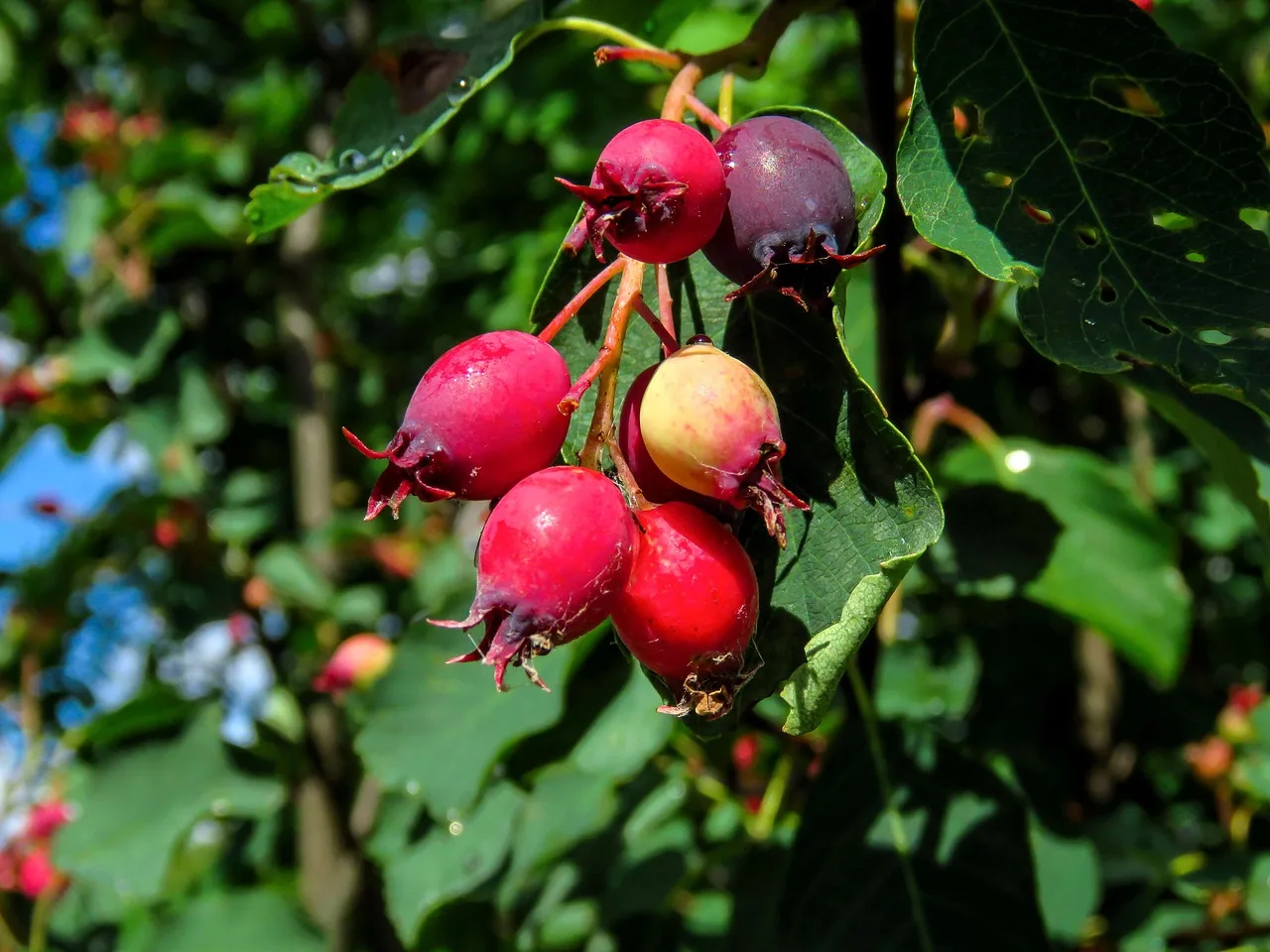 berries, saskatoon, summer, nutrition, delicious, sweet, ripe, health, vitamin, leaves, red, food, saskatoon, saskatoon, saskatoon, saskatoon, saskatoon. Which Canadian wild berries are safe to ferment?