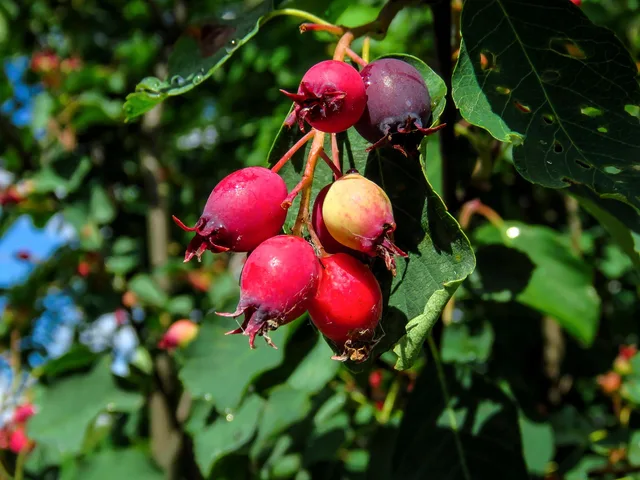 berries, saskatoon, summer, nutrition, delicious, sweet, ripe, health, vitamin, leaves, red, food, saskatoon, saskatoon, saskatoon, saskatoon, saskatoon. Which Canadian wild berries are safe to ferment?