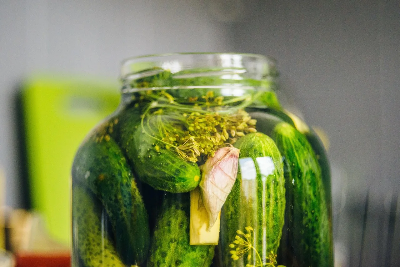 pickled cucumbers, silage, cucumber, cucumber green, cucumbers in a jar, organic cucumbers, cucumbers with horseradish, dill, jar, snack, vegetables, cucumbers, vitamins, closeup, food, fresh, bokeh, healthy, organic, diet, pickled cucumbers, pickled cucumbers, pickled cucumbers, pickled cucumbers, pickled cucumbers, silage, silage, cucumber, dill, dill, dill. A practical fermentation project: sampling one batch of fermented dill pickles over time