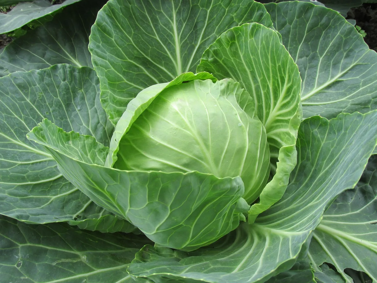 white cabbage, cabbage, cabbage leaves, vegetables, food, raw, healthy, green, fresh, garden, stew, nourishment, herb cultivation, crop, vegetable cabbage, sauerkraut, herb, meal, weis, white, vegetable growing, agriculture, cook, tasty, vitamins, leaves, leaf structure, leaf blade, ribs, midrib, side rib, leaf margin, blade basic, blade tip, round, nature, caps, kappus, kabis, cabbage roulade, ascorbic acid, white cabbage juice, folk medicine. Fermenting with Canadian seasons, a month-by-month guide