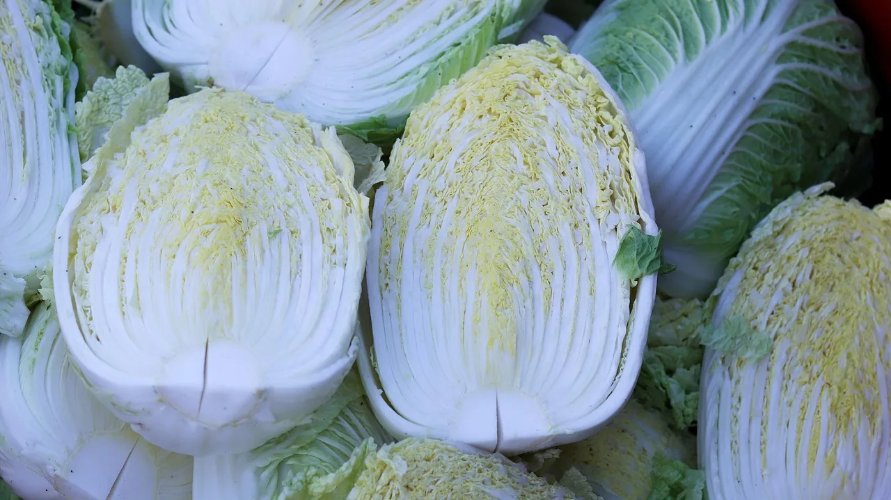 chinese cabbage, vegetable, harvest, produce, healthy, food, nutrition, organic, fresh, cabbage, ingredient, kimjang, chinese cabbage, chinese cabbage, chinese cabbage, chinese cabbage, chinese cabbage. Buying produce for a single small batch fermentation, in the right order