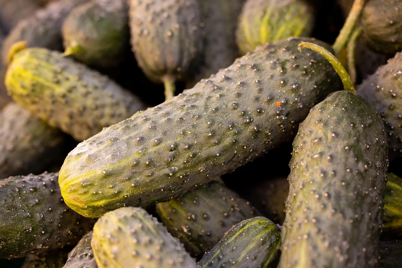 cucumber, pickle, vegetable, fruit, healthy, market, diet, vitamin, fresh, raw, nutrition, calories, agriculture, farming, organic, nature, vegan, food, vegetarian. Why texture in a vegetable ferment gets decided at the shop, not the crock